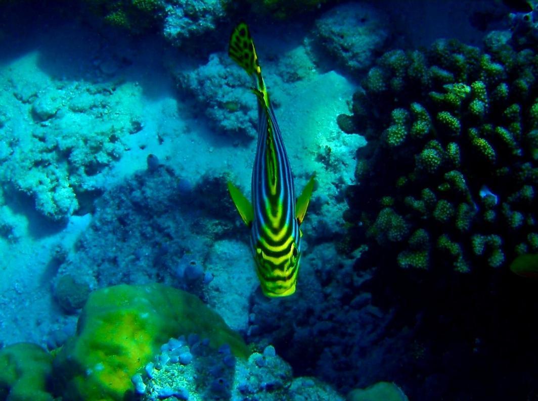 Ras Village Rasdhoo Esterno foto