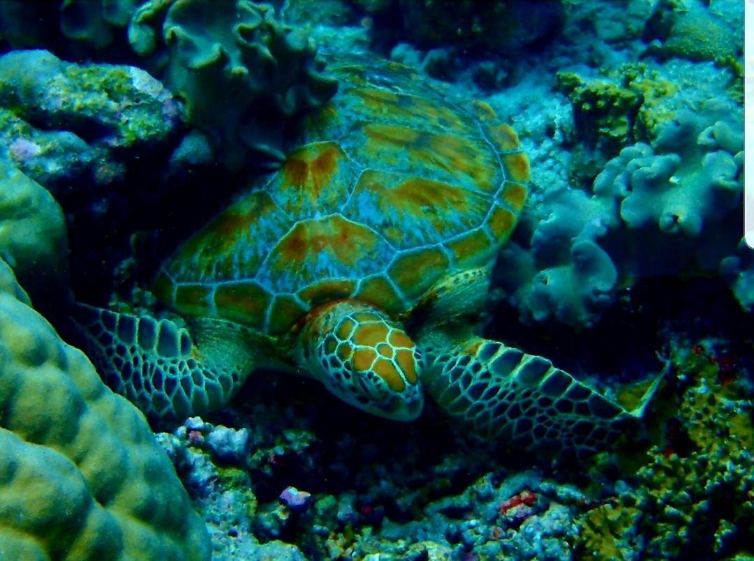 Ras Village Rasdhoo Esterno foto